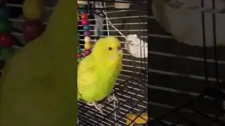 Rebel Budgie regurgitating?