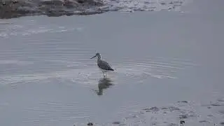 Lesser yellowlegs　コキアシシギ     Patas amarillas menores