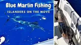Blue Marlin Fishing in Mauritius #BlueMarlin #BigGameFishing #MarlinFishing