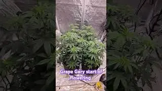 Grape Gary Beginning Flowering