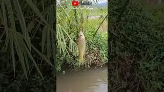 Mancing wader cakul KALI MUNCUL