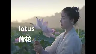 The fairy maiden of the East picking lotus flowers, beautiful both people and flowers.东方小仙女采荷花，花美人更美