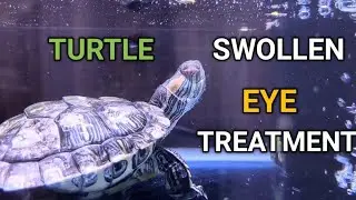 How to treat turtle swollen eye infection