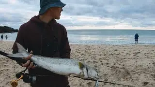 Hunting for Big Fish off the Beach in Australia | Catch and Cook Tailor (Bluefish)