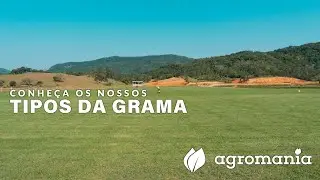 Conheça os tipos de Grama e saiba qual o melhor para o seu jardim!