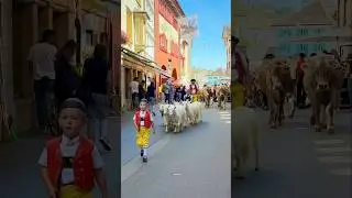 Swiss Cows return from the Alpine🇨🇭