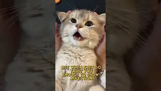 Reason why cats are best at controlling their emotions  #catsofyoutube #dailymeow