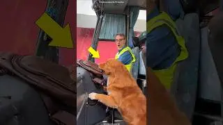 Brave Dog Saves Tiny Cats😍❤️
