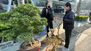 ĐÃ BẢO KHÔNG BÁN RỒI MÀ CỨ BÊ - HƯƠNG MẤT CÂY ĐẸP, BÁO GIÁ CÂY SI CỦA HƯƠNG NHIỀU NGƯỜI MÊ