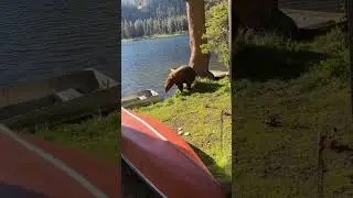 This Spot Is Taken #natureismetal #keepnaturemetal #brownbear #fishingvideo