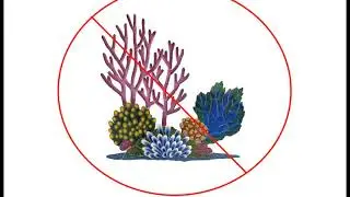 Why Are Coral Reefs Dying?