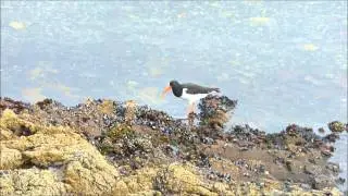 Oystercatcher feeding