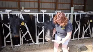 Animal Health Drug Packaging Systems Overview