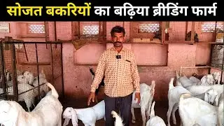 A visit to Sojat breeding farm pachunda khurd Sojat city @Harish Yadav @Harish Yadav Clips
