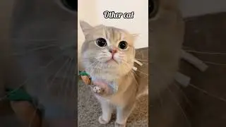 my friend cat vs other cat 😍#subscribe #catmemes #cat #funnycatmemes #animals #catlover  #pets