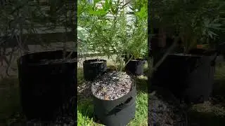 Does quality and popularity go together? Got some underground genetics 🧬 🔥💚
