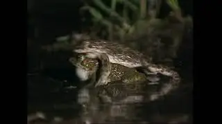 Зелена ропуха &ndash; Pseudepidalea (Bufotes) viridis - European green toad