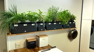 PLANTING KITCHEN HERBS IN THE KITCHEN | always fresh herbs when cooking | AxCooking