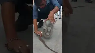 COBRA SNAKE RESCUE 🐍 #snake #viral #trending #cobra #youtubeshorts #shorts #short #reels #video