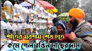 শীতের মরশুম শেষ হতে কমে গেল রঙিন মাছের দাম / Galiff Street Fish Market / Galiff Street Pet Market 