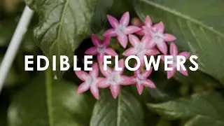 In Season Now | Edible Flowers