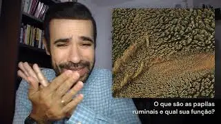 088 - Papilas ruminais