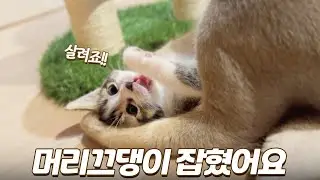 까불다가 엄마에게 머리끄댕이 잡힌 아기고양이