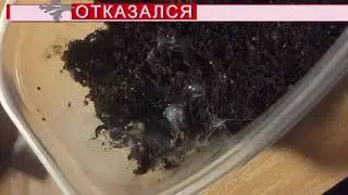 Ceratogyrus marshalli кормление + отказ от корма