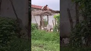 village life#gausha#sar#ganv#rewa sidhi#mp#village life #rural india
