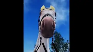 When a newbie rides a hunter horse