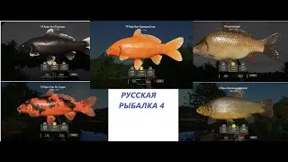 РУССКАЯ РЫБАЛКА 4. ОТДЫХАЮ ПОСЛЕ ВЫПОЛНЕНИЯ ЗАДАНИЙ.