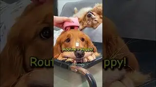 Why Golden Retrievers Love Structure 🐕📅 #shorts #dogfacts #goldenretriever