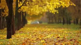 A Peaceful Stroll Through the City Park
