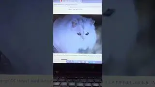 Stuart Little Smokey&rsquo;s Drop Scene
