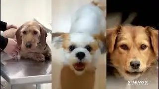 Get a Free Dog Training Evaluation in St. Cloud, Viera & Melbourne FL
