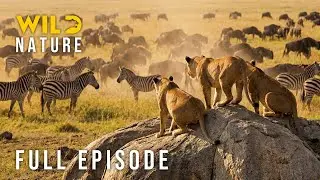 UNTAMED SAVANNA - Clash of the Fiercest Titans (Full Episode) | Nature animal documentary