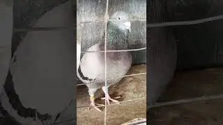 una de mis mejores parejas para este 2026, primero Dios #pigeon