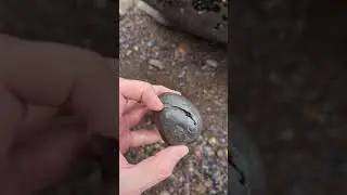 Would you have opened this rock looking for an ammonite?