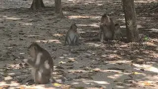Lovely family monkey at KH zoo