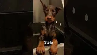 Pejsci podle jmen part 7 ✨️🐶