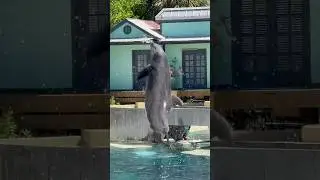 Dolphins #dolphins