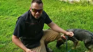 How to train your German Shepherd puppy to Track - Part 3 | Shield K9 Clips