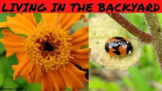 How to Photograph Insects | Macro Photography Tips | Connect2India