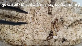 How To Setup Incubator For Superworm & Mealworm Farming