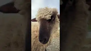 bahhhhh #sheep #fluffy #lamb #sheepfarm #farm #farmanimals #sheeplife #farmlife #fluffyfriends