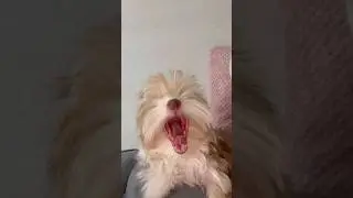 ЛЕОПАРДИК#лев #lion #dog #cute #lovedogs #like #love