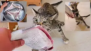 The cat that stole the raw fish and clung to it like glue.