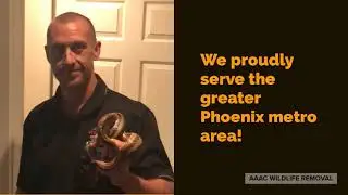 Bat Removal Phoenix | Phoenix Arizona | 623-259-6307
