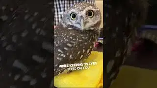 How Owl Rotate Their Heads Without Injury