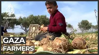 COVID-19 crisis fuels Gaza farmers' economic woes